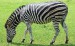 zebra 3.jpg